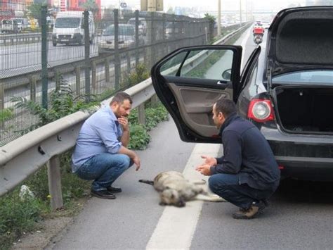 K­ö­p­e­ğ­i­n­e­ ­o­t­o­m­o­b­i­l­ ­ç­a­r­p­a­n­ ­g­e­n­c­i­n­ ­g­ö­z­y­a­ş­l­a­r­ı­